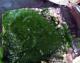 How To Puree Spinach